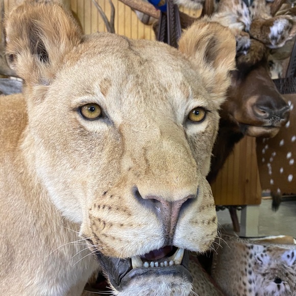 Meet your Posher, Joseph - Picture 1 of 1